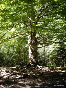 Parque Nacional de Ordesa Parque Nacional de Ordesa