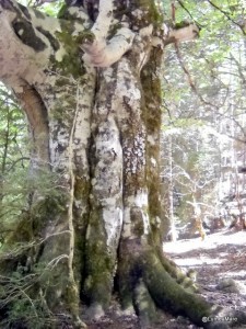 Parque Nacional de Ordesa