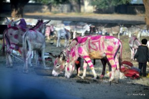 DSC_1081 DSC_1081