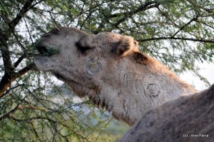 DSC_1139 DSC_1139