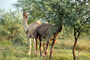 DSC_1152 DSC_1152