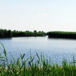 Rust, Neusiedler See