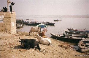 Gange si vaci Gange si vaci