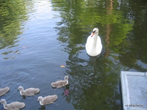 Jardin Public (5')
