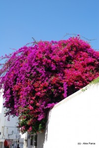Portugalia flori, multe flori