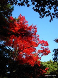 Japonia Japonia