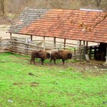 Tarcul de zimbri