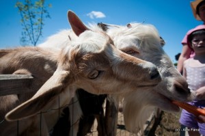 Ferma animalelor Ferma animalelor