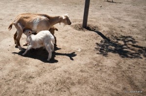 Ferma animalelor Ferma animalelor