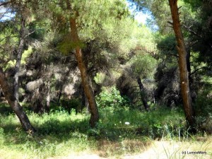 padurea de pini spre Phyloxenia padurea de pini spre Phyloxenia