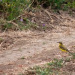 Fauna in Dobrogea