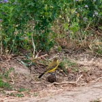 Fauna in Dobrogea