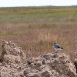 Fauna in Dobrogea