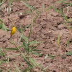 Fauna in Dobrogea