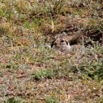Fauna in Dobrogea