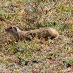 Fauna in Dobrogea