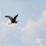 Fauna in Dobrogea