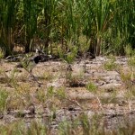 Fauna in Dobrogea