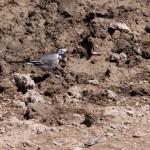 Fauna in Dobrogea