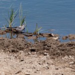 Fauna in Dobrogea