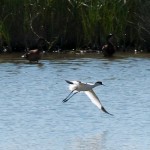 Fauna in Dobrogea