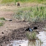 Fauna in Dobrogea