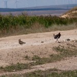 Fauna in Dobrogea