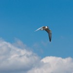 Fauna in Dobrogea