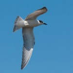 Fauna in Dobrogea