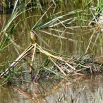 Fauna in Dobrogea