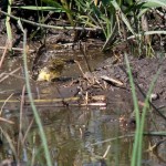 Fauna in Dobrogea