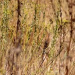 Fauna in Dobrogea