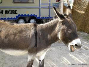 Anca Argesiu Laughing Donkey Anca Argesiu - Laughing Donkey