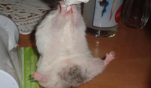 Olariu Gabriela Un hamster indecent Olariu Gabriela - Un hamster indecent