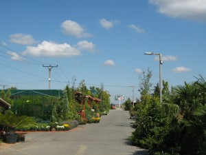 Arad