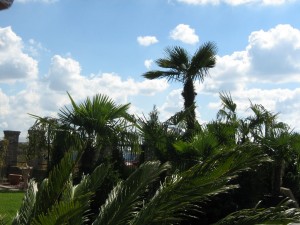 Insula exotica sau loc de munca Insula exotica sau loc de munca