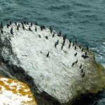 Cormorani