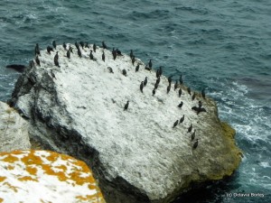 Cormorani Cormorani