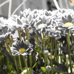 Corcova_2437