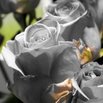 Corcova_2439