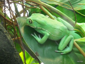 Broscuta verde Broscuta verde