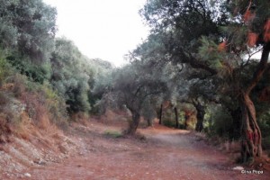 maslini maslini