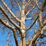 prin parc