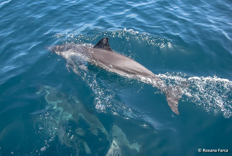 Delfin in Oceanul Indian, Oman