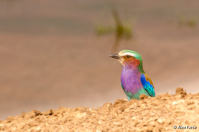 Tarangire_Lilac-breasted Roller_9516