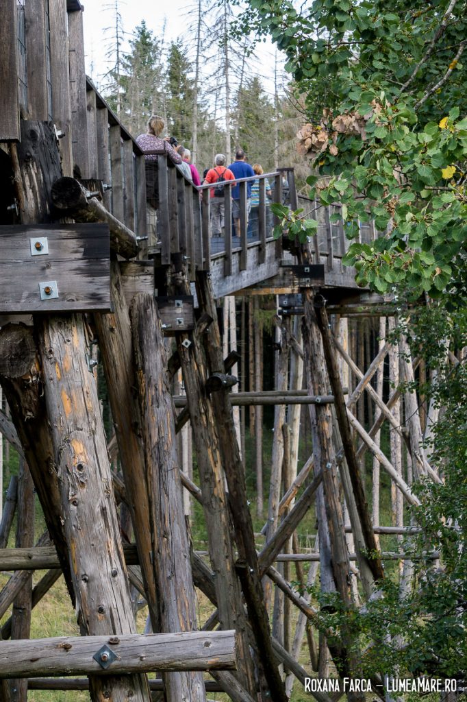 Pasarelă în Parcul Natural Vânători Neamț